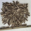 High Quality Sunflower Seeds